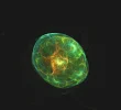 FABERGE 111218_2.webp