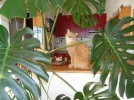 SAM_2165.webp
