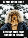 4  hund.webp