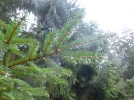 Regentropfen.webp