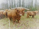 Highländer_3.webp