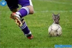 4 Schalke katze Ball.webp