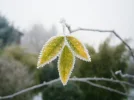 P1200177 (2).webp