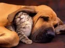4 hund und kartze  dimages.webp