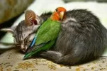 4 vogel und katze images.webp