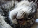 KS.webp