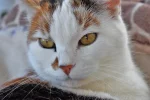 K800_DSC_8538.webp