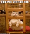 cat-is-bored.webp
