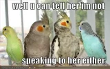 birdie.webp