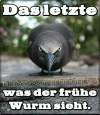 megalol_65516.webp