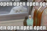 crazy-cat-bird-window-open.webp