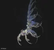 FABERGE 090219_9c.webp