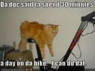 cat-excercise-bike.webp