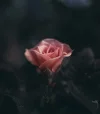 Gedanken