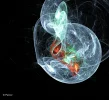 FABERGE 120219_21c.webp