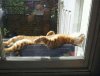 cats-worshiping-sun-2-59310b640b69f__605.jpg