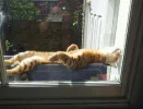 cats-worshiping-sun-2-59310b640b69f__605.webp