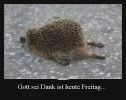 4  Igel Freitag.webp