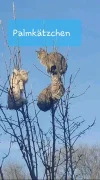 IMG-20190225-WA0000.webp