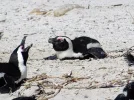 vpinguin.webp
