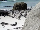 vpinguin2.webp
