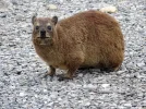 vklippschiefer.webp