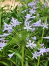 vblaue blume.webp