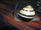 Lis.webp