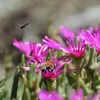 Blümchen.webp