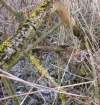 IMG_2140 (2).webp