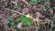 Schlüsselblume.webp