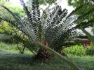 v farn afrika.webp