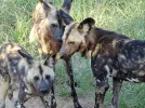 v wildhunde afrika.webp