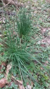 Winterschnittlauch.webp