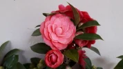 20190315_095211.webp