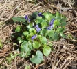 Veilchen1.webp