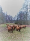 Highländer_1.webp