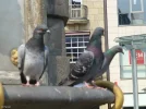 Taube 3c.webp