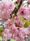 20190404_101031.webp