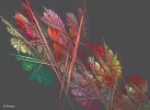 FABERGE 050419_1c.webp