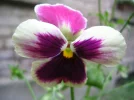 DSCN7168.webp