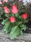 E97B4E52-4147-47D5-9CF0-D307084AD9CA.webp