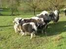 Yak 2c.webp