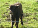 Yak 6c.webp