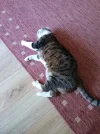 Petzi 012.webp
