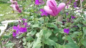 20190410_100307.webp