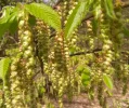 Buchenblüten c.webp
