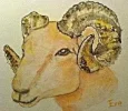 Widder_Shop.webp
