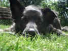 jamienestor.webp