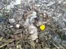 Hufflatich.webp